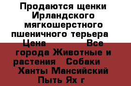 Продаются щенки Ирландского мягкошерстного пшеничного терьера › Цена ­ 30 000 - Все города Животные и растения » Собаки   . Ханты-Мансийский,Пыть-Ях г.